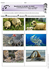 Naissance - Exercices - Séance 1 - Développement des animaux - Fiches élève : Primaire 1 - PDF à imprimer