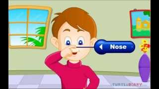 Cinq sens du corps humain - Anglais : Primaire 3, 4, 5