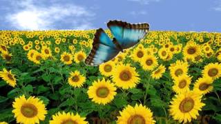 Métamorphose du papillon - Anglais : Primaire 3, 4, 5