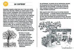 Le cerisier - Lecture compréhension - Histoire illustrée - Niveau 3 : Primaire 2 - PDF à imprimer