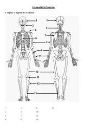 Squelette humain - Exercices - Sciences : Primaire 3, 4 - PDF à imprimer