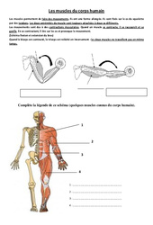 Muscles du corps humain - Exercices - Sciences : Primaire 3, 4 - PDF à imprimer