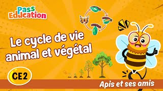 Le cycle de vie animal et végétal - Vidéo pédagogique - Apis & ses amis : Primaire 3