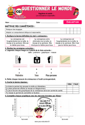 La croissance corporelle - Examen Evaluation - Apis & ses amis : Primaire 2 - PDF à imprimer