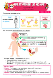 Le mouvement corporel - Cours, Leçon - Apis & ses amis : Primaire 1 - PDF à imprimer