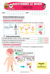 Le mouvement corporel - Exercices - Apis & ses amis : Primaire 1 - PDF à imprimer