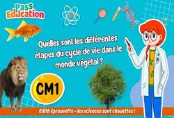 Quelles sont les différentes étapes du cycle de vie dans le monde végétal&nbsp;? - Vidéo - Edith Eprouvette : Primaire 4