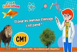 Et pour les animaux d’élevage, quelles sont les étapes du cycle de vie&nbsp;? - Vidéo - Edith Eprouvette : Primaire 4