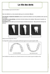 Rôle des dents - Exercices - Corps humain - Sciences : Primaire 2 - PDF à imprimer