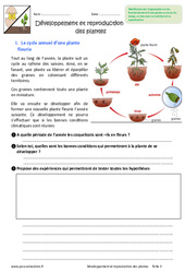 Développement et reproduction des plantes - Exercices : Primaire 6 - PDF à imprimer