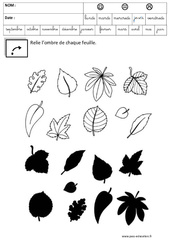 Observation - Retrouver l'ombre - Logique : Maternelle 2 - PDF à imprimer