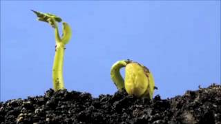 Végétaux - Vidéos pédagogiques - Stades du développement d’un être vivant - Sciences : Primaire 3, 4, 5