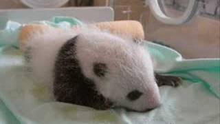 Animaux - Vidéos pédagogiques - Stades du développement d’un être vivant - Sciences : Primaire 3, 4, 5