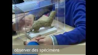 Classification des animaux - Vidéos pédagogiques - Stades du développement d’un être vivant - Sciences : Primaire 3, 4, 5