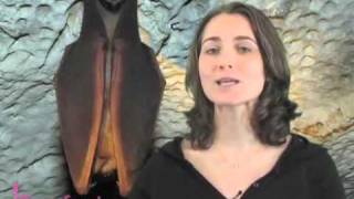 Animaux et leur milieu - Vidéos pédagogiques - Stades du développement d’un être vivant - Sciences : Primaire 3, 4, 5