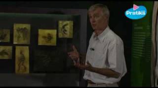 Traces de l’évolution des êtres - Vidéos pédagogiques - Stades du développement d’un être vivant - Sciences : Primaire 3, 4, 5