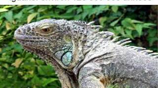 Evolution des êtres - Vidéos pédagogiques - Stades du développement d’un être vivant - Sciences : Primaire 3, 4, 5