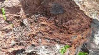 Répartition des êtres vivants - Vidéos pédagogiques - SVT : Primaire 6