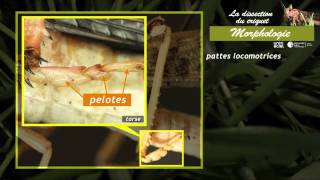 Respirer dans les milieux de vie différents - Vidéos pédagogiques - SVT : Secondaire 1