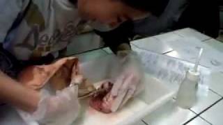 Elimination des déchets produits par l'activité des organes - Vidéos pédagogiques - SVT : Secondaire 1