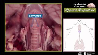 Digestion - Apport des nutriments dans le sang - Vidéos pédagogiques - SVT : Secondaire 1