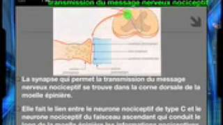 Communication nerveuse - Vidéos pédagogiques - SVT : Secondaire 2