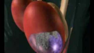 Acquisition de la capacité à se reproduire - Vidéos pédagogiques - SVT : Secondaire 2