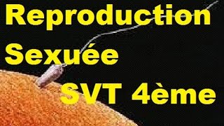 Reproduction sexuée des êtres vivants - Vidéos pédagogiques - SVT : Secondaire 2