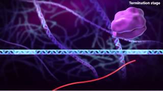 Information génétique - Vidéos pédagogiques - SVT : Secondaire 3