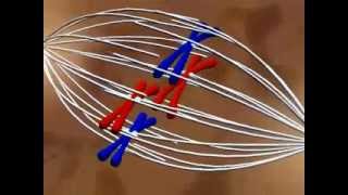 Transmission de l'information génétique - Vidéos pédagogiques - SVT : Secondaire 3