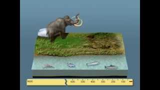 Au cours du temps, des peuplements qui changent - Vidéos pédagogiques - SVT : Secondaire 3