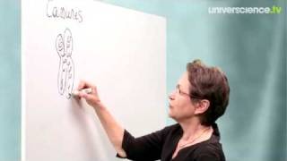 Origine de la diversité des êtres humains - Vidéos pédagogiques - SVT : Secondaire 3